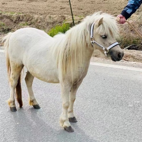 宏图马场 设特兰矮马 国产矮马 宠物马 矮脚马 观光矮马 马