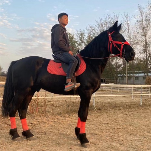 宏图厂家直供 成年大马 活体骑乘马 拍照观赏马 性格温和马