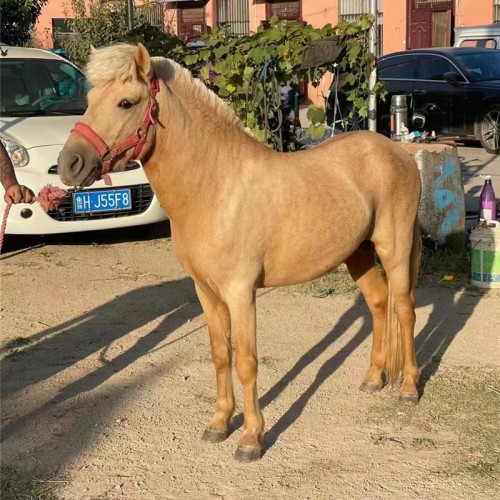 宏图厂家直供 儿童骑乘马 宠物矮马 现货马 迷你设特兰马