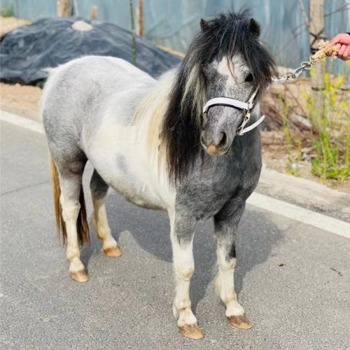 宏图马场 纯种德保矮马 改良迷你马 骑乘矮马 骑乘矮马 马