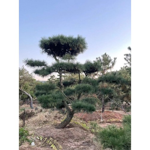 景观造型松 油松 黑松 种植基地 种类规格齐全