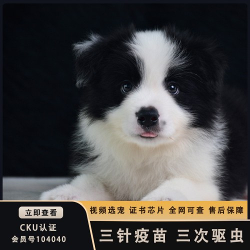 边境牧羊犬