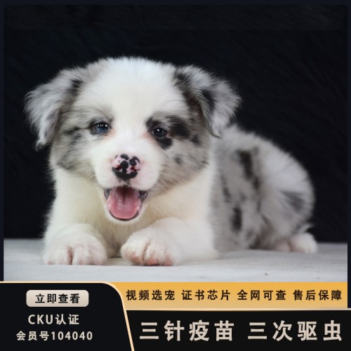 北京边境牧羊犬狗舍