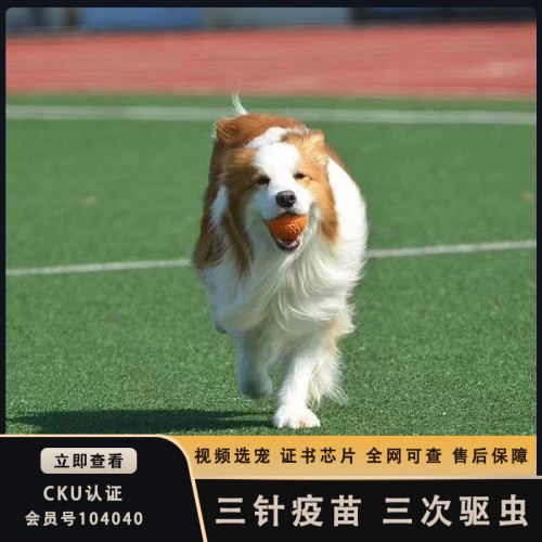 棕白色边境牧羊犬