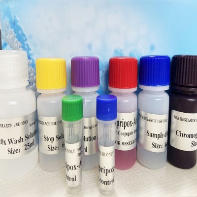 大鼠elisa试剂盒