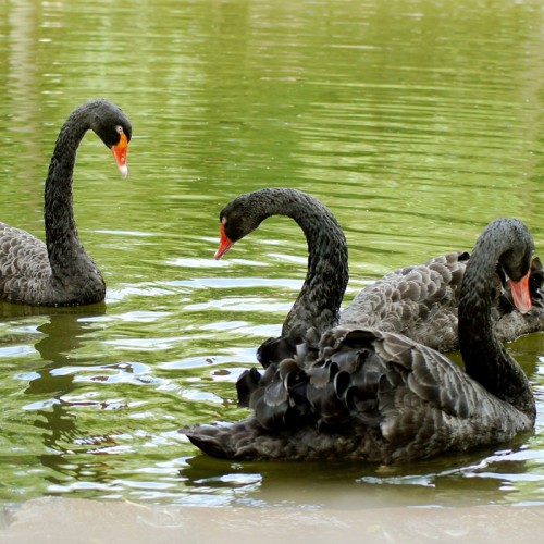 黑天鹅 黑天鹅厂家 观赏黑天鹅 活体黑天鹅 黑天鹅价格
