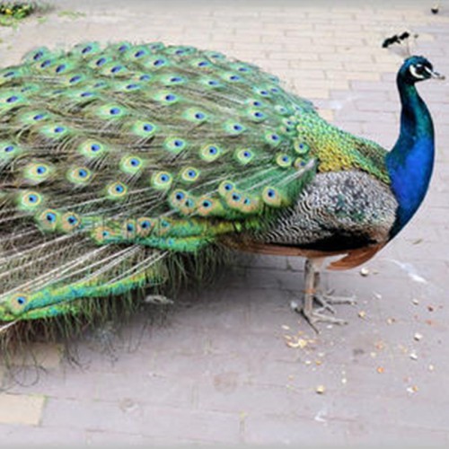 孔雀 孔雀厂家 活体孔雀 观赏孔雀 孔雀多少钱 公母孔雀