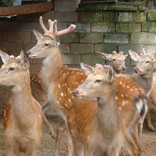 梅花鹿 梅花鹿厂家 亲人听话梅花鹿 活体梅花鹿 梅花鹿多少钱