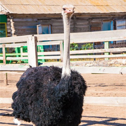 鸵鸟 鸵鸟厂家 活体鸵鸟 观赏鸵鸟 成年商品鸵鸟 鸵鸟多少钱