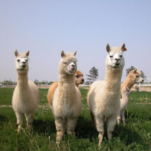 成年羊驼 羊驼厂家 萌宠小羊驼 不吐人观赏羊驼 活体羊驼