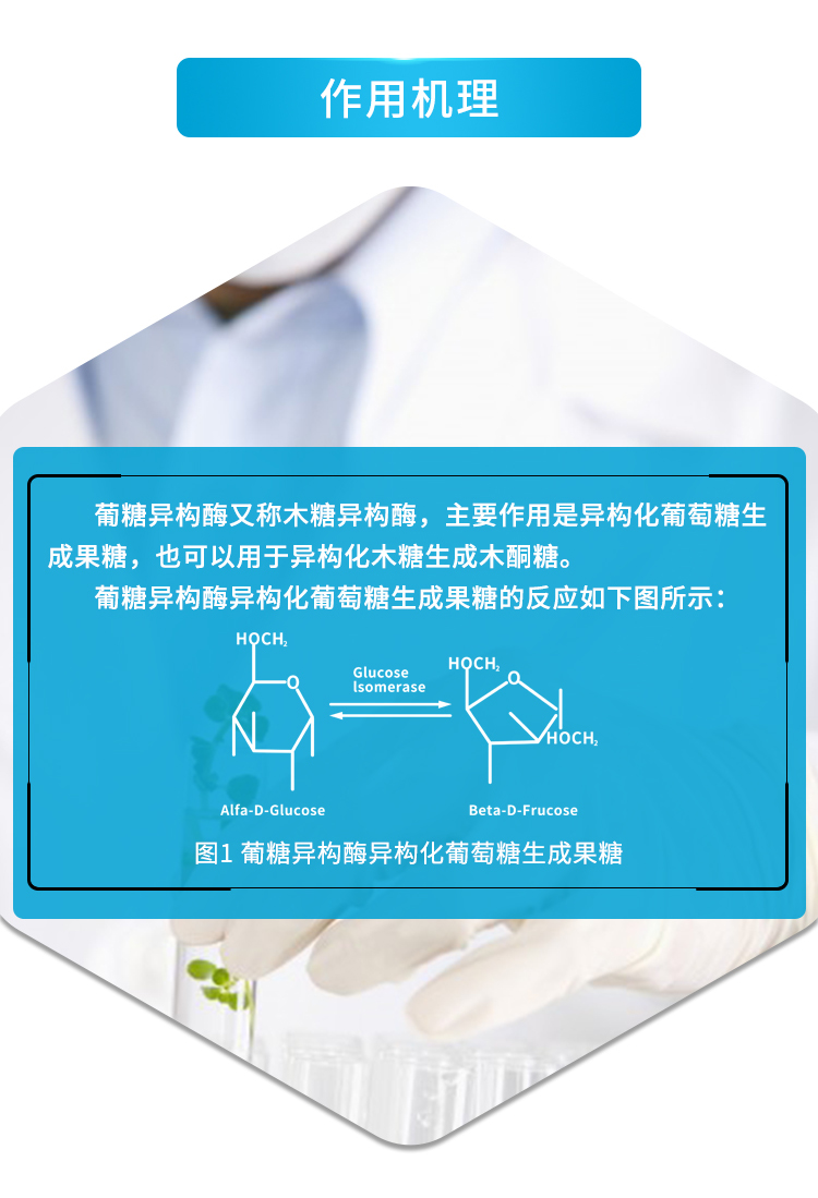 GDG-2033固定化葡糖异构酶_03