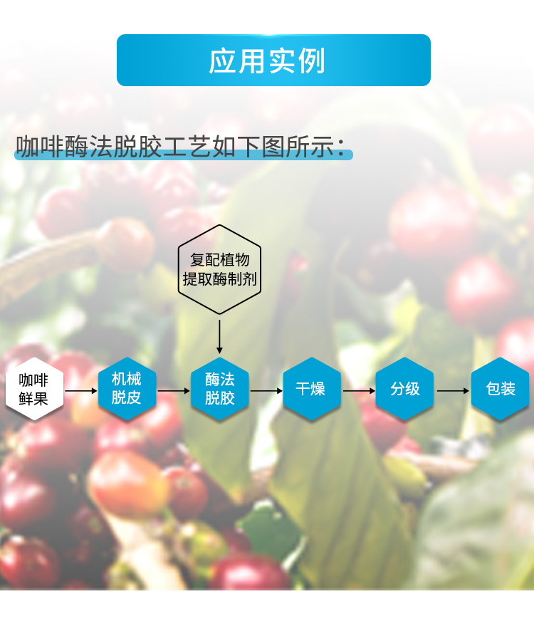 复配植物提取酶制剂（咖啡生豆加工专用）_04