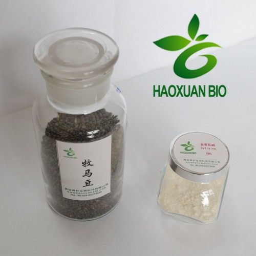 金雀花碱98% 牧马豆提取物