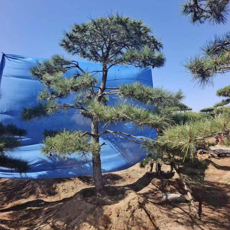 Summer beach concept