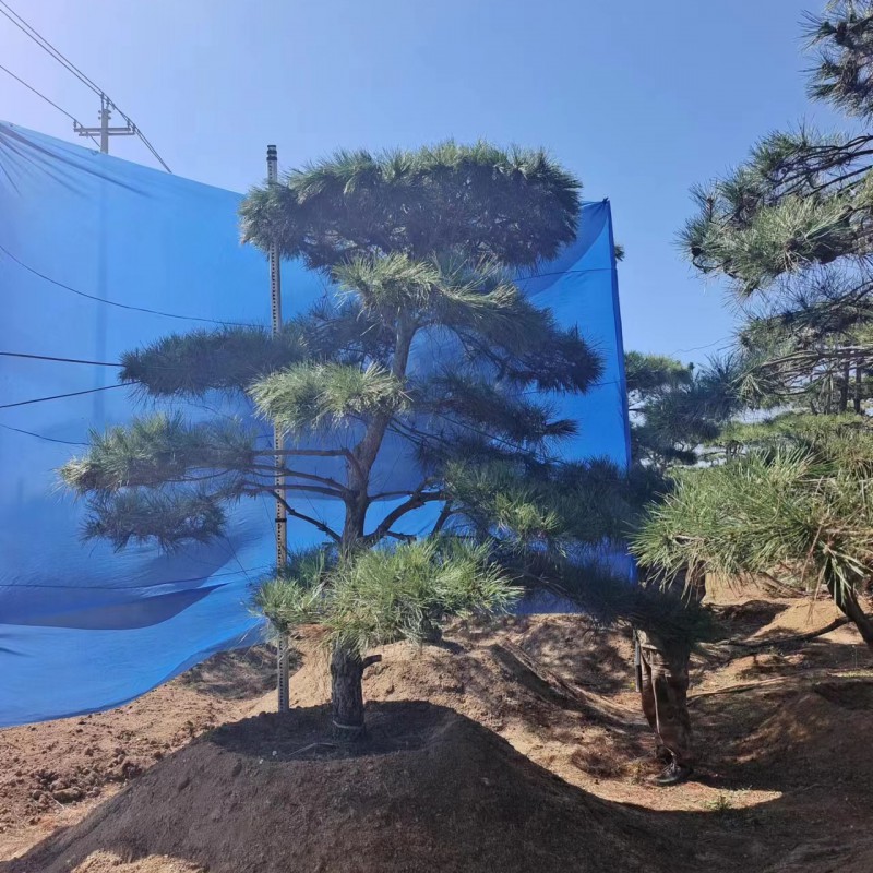 Summer beach concept