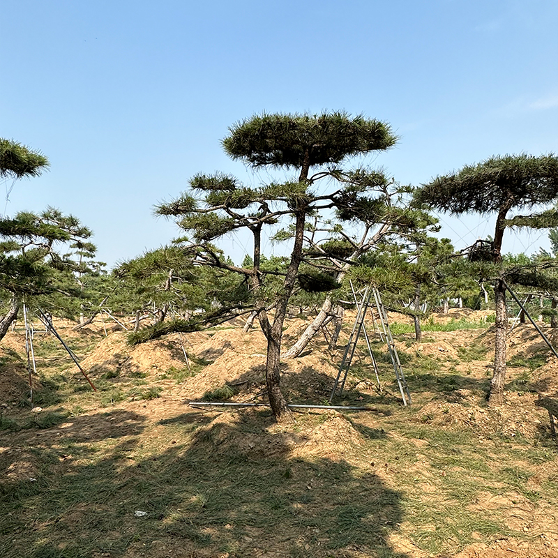 Summer beach concept