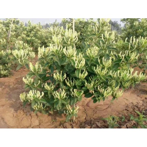 金银花苗批发