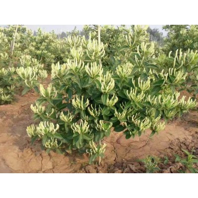 金银花苗批发
