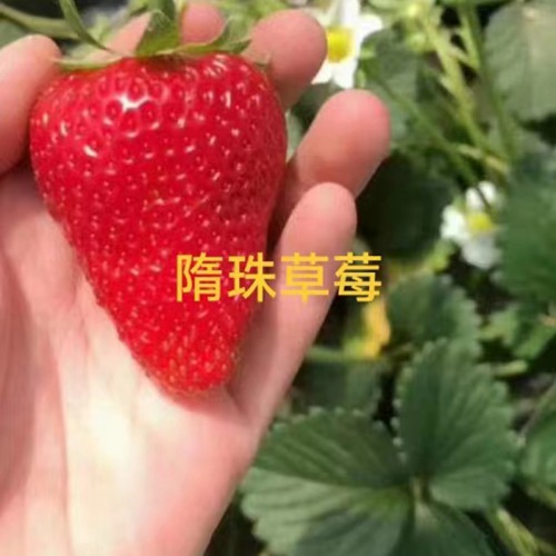 大果型草莓苗