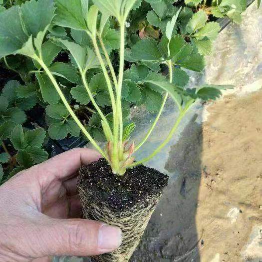 Summer beach concept