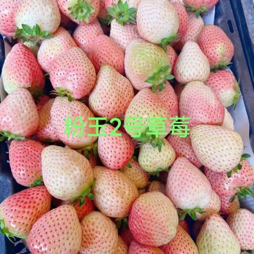 粉玉草莓苗