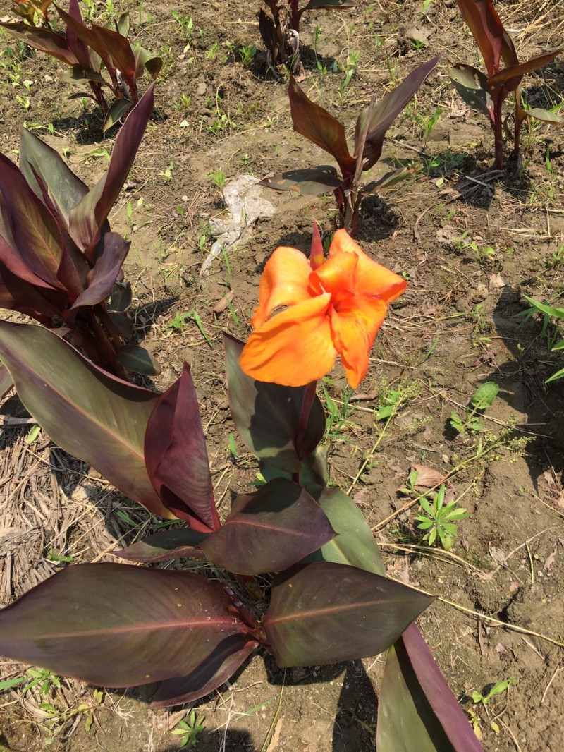 微信图片_20200503095317