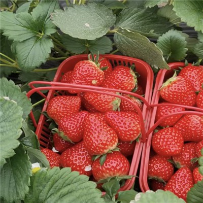 大果型草莓苗