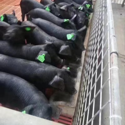 黑杜育肥猪苗