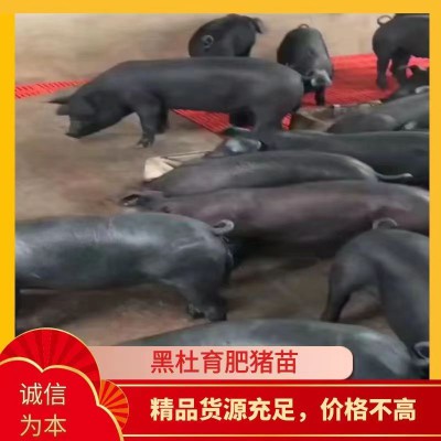 黑杜育肥猪苗